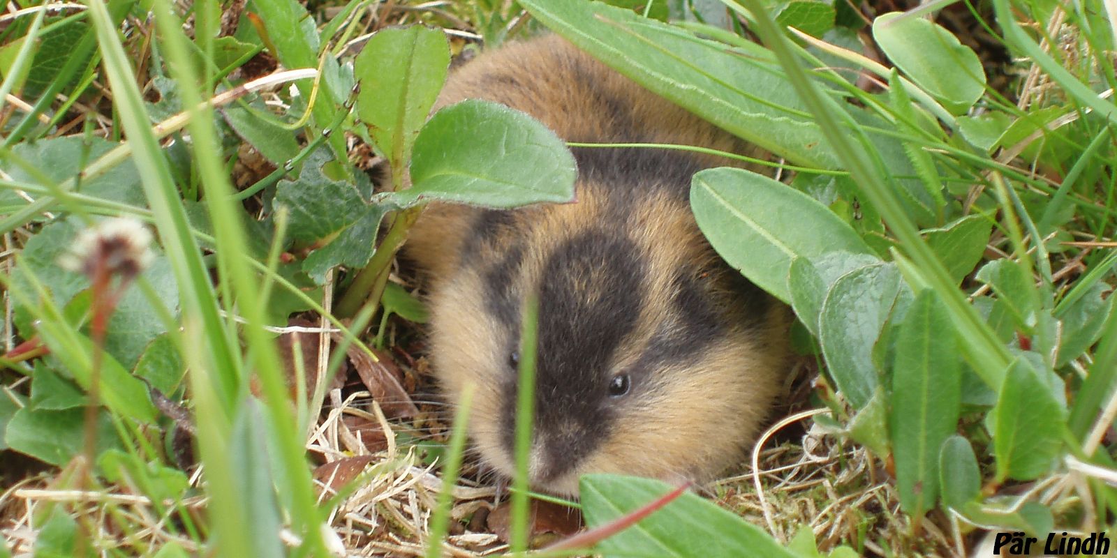Lämmel