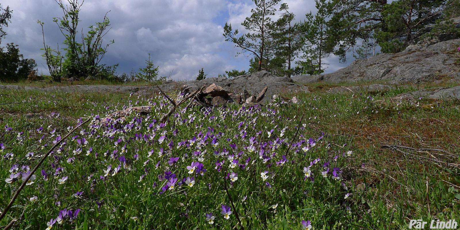 Långaedebergen