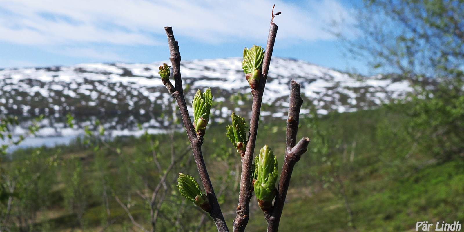 Fjällbjörk