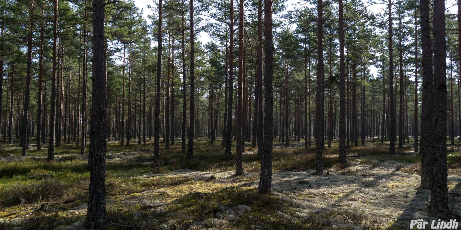 Hökensås