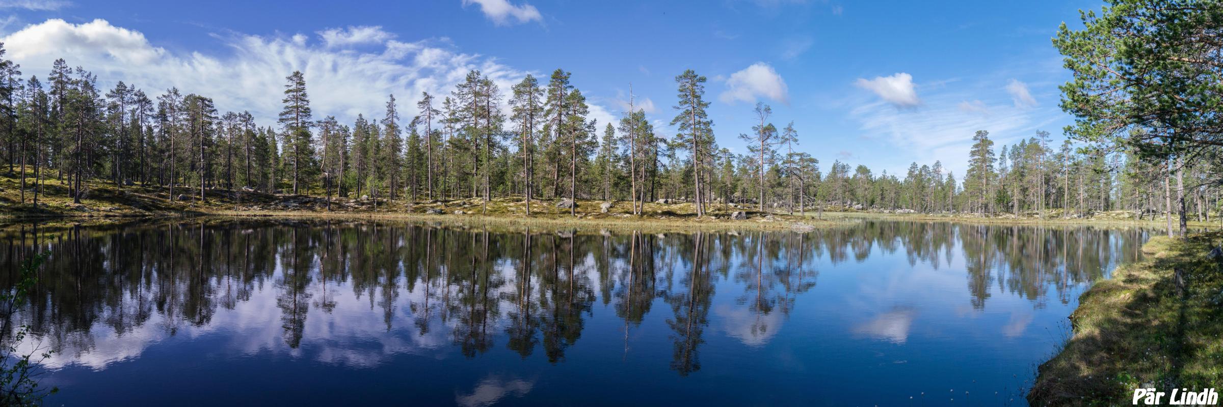 Skogssjö