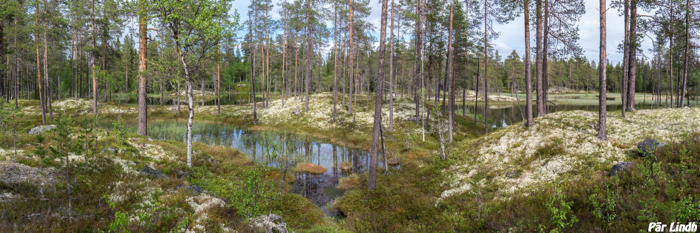 Skogssjö