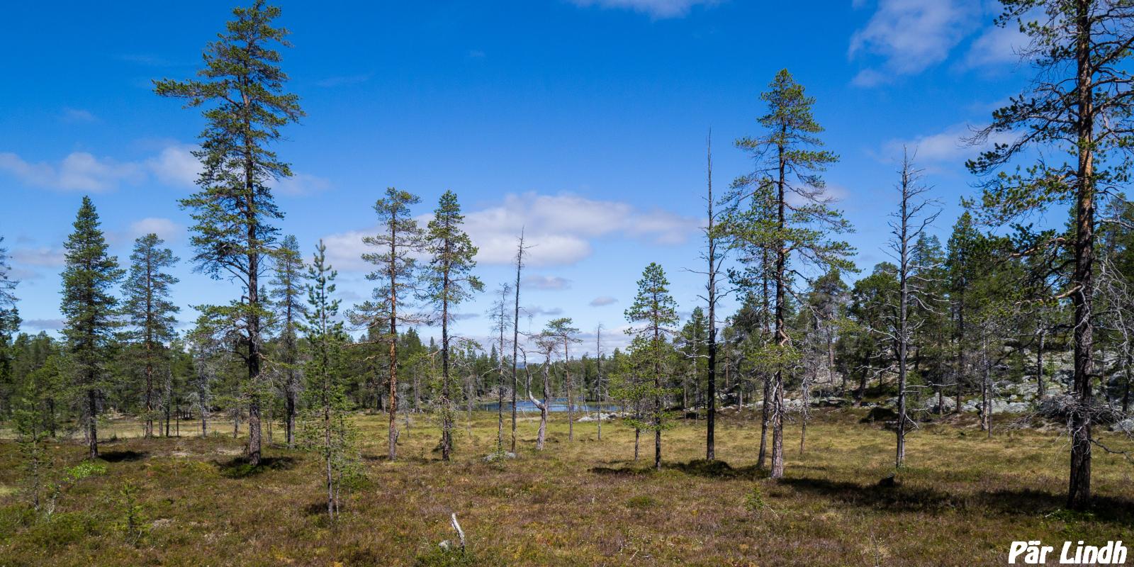 Skog