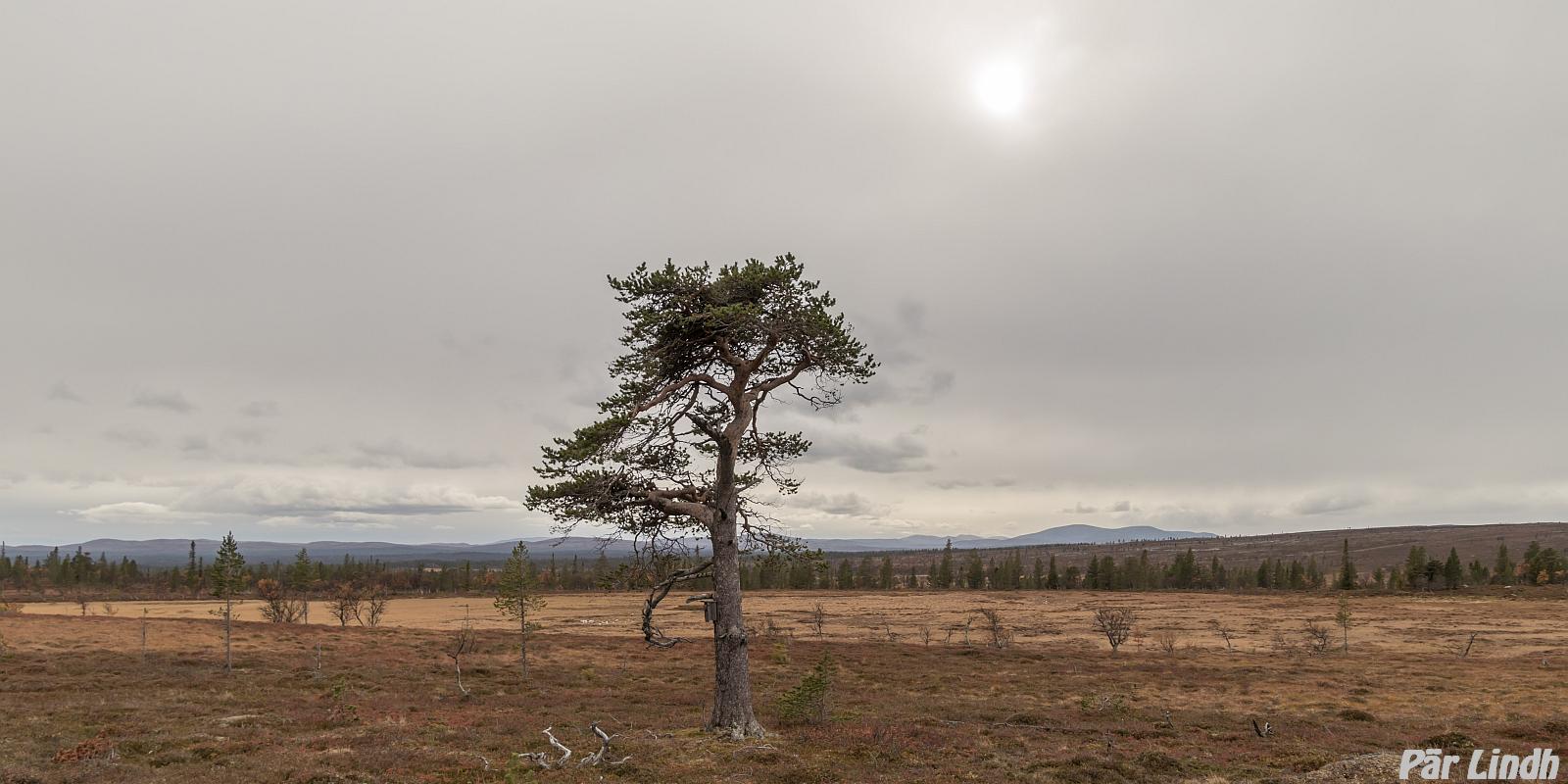 Lillvålen