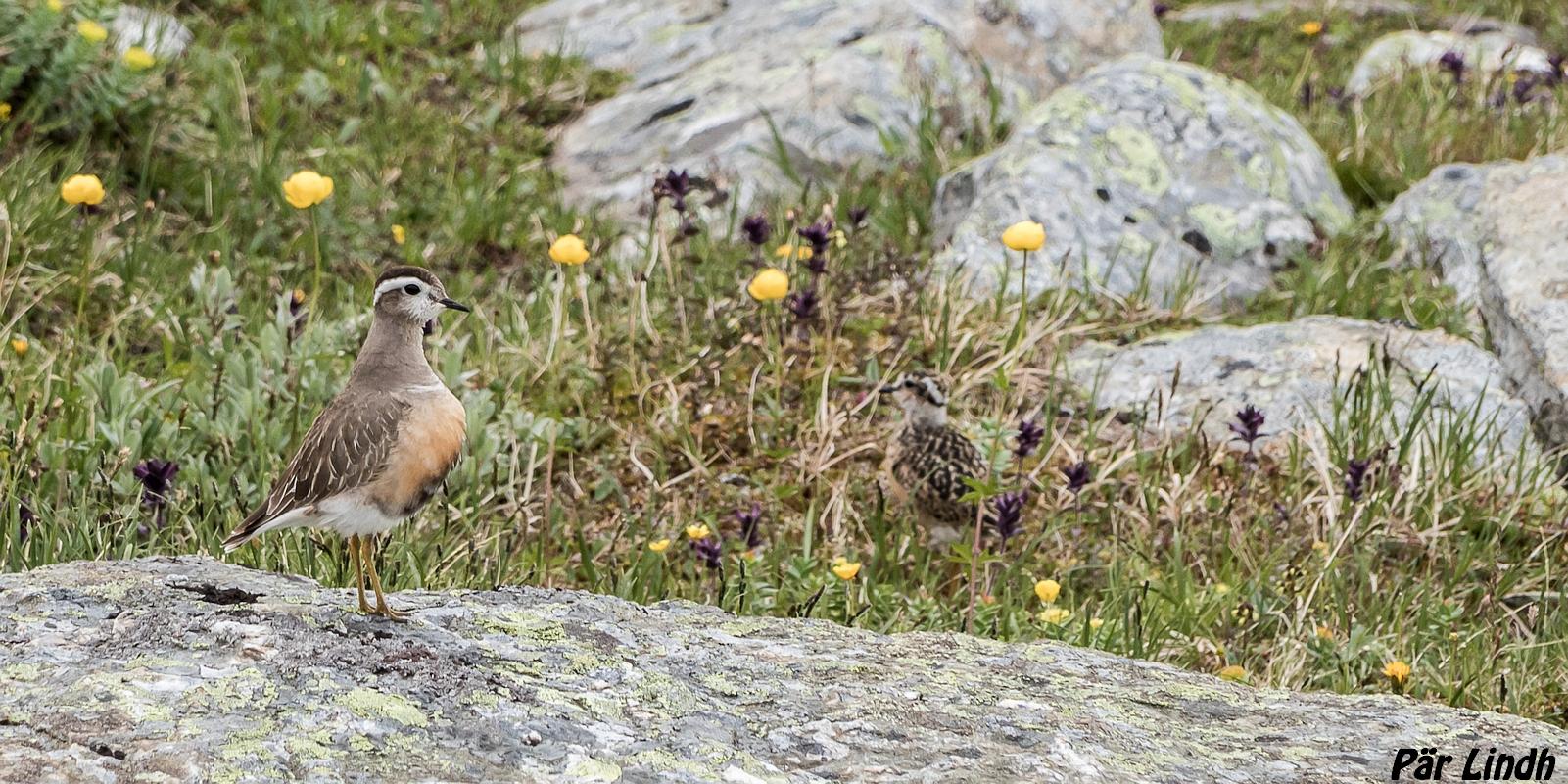 Fjällpipare