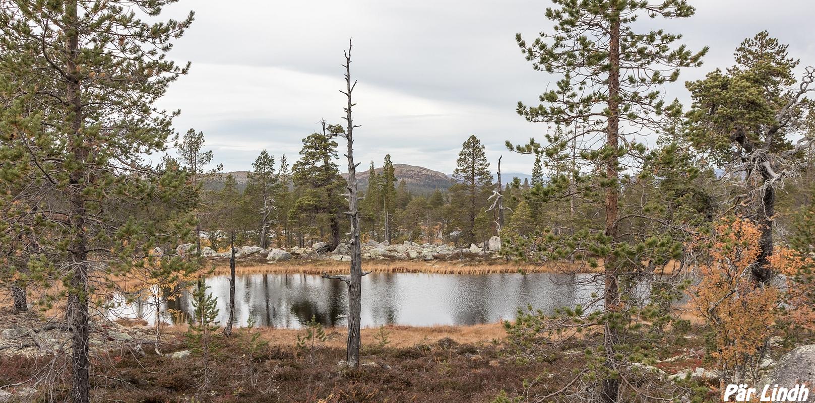 Gråstöten